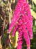 Blumen 17
