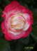 Blumen 211