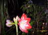 Blumen 22