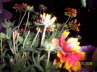 Blumen 4