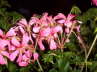 Blumen 5