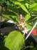 Blumen 55